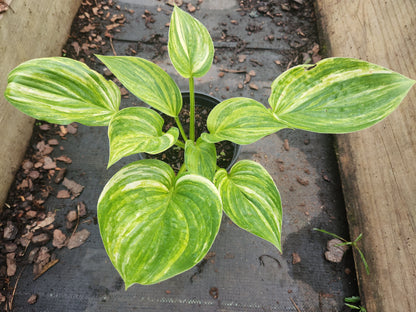 Foxy Doxy Seedling Hosta | Streaked Collector Hosta