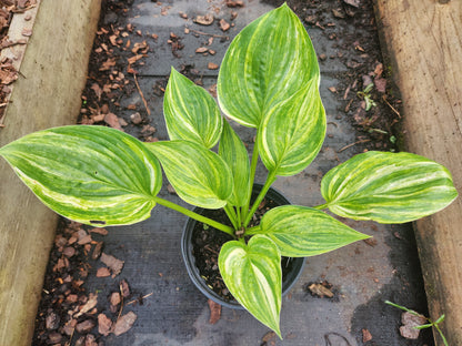 Foxy Doxy Seedling Hosta | Streaked Collector Hosta