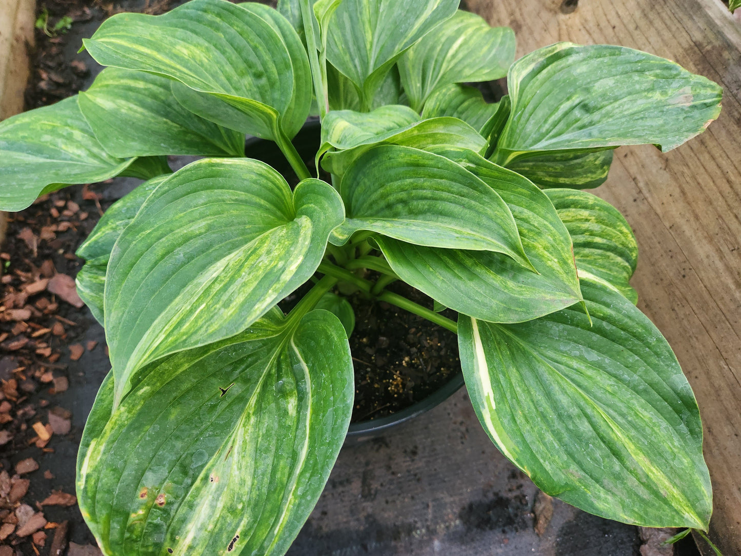 Golden Sands Supreme Seedling | Rare Streaked Hosta