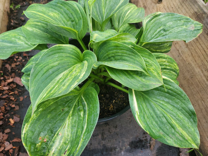 Golden Sands Supreme Seedling | Rare Streaked Hosta