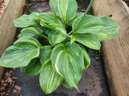 Golden Sands Supreme Seedling | Rare Streaked Hosta