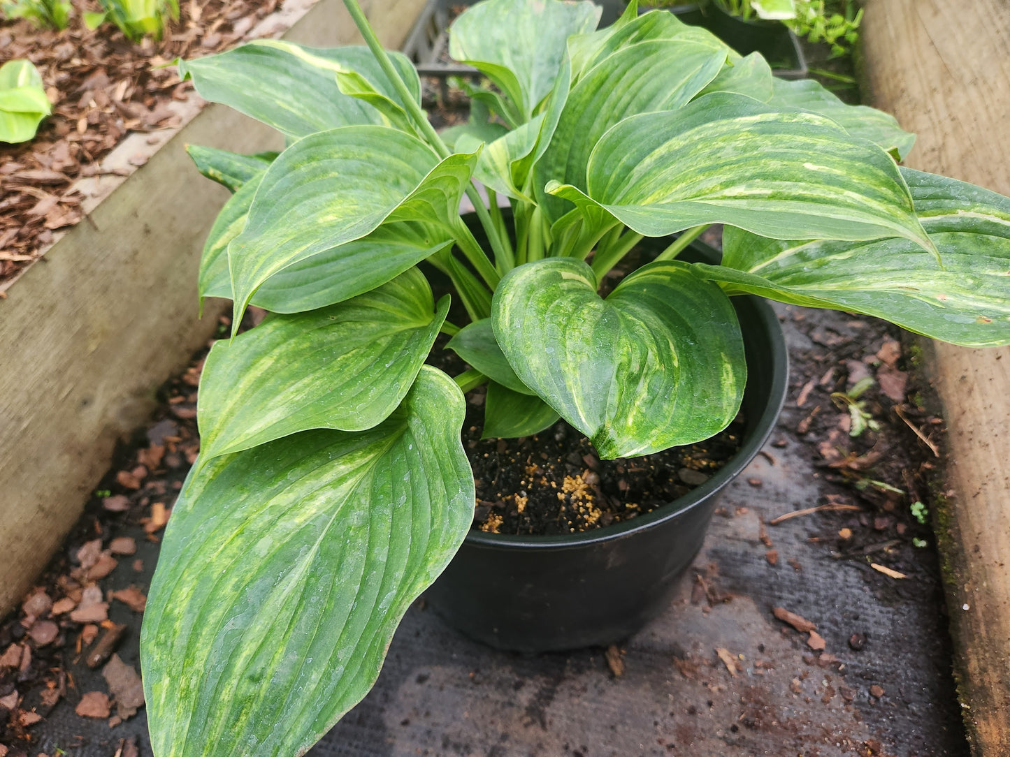 Golden Sands Supreme Seedling | Rare Streaked Hosta