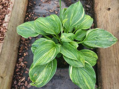 Golden Sands Supreme Seedling | Rare Streaked Hosta