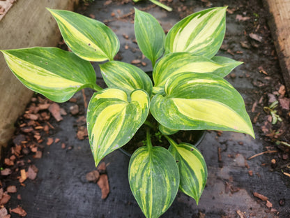 Unknown Streaked Hosta Seedling | Rare Collector Hosta