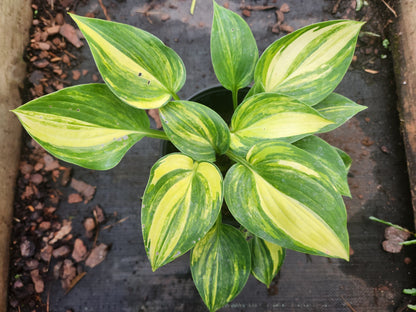 Unknown Streaked Hosta Seedling | Rare Collector Hosta