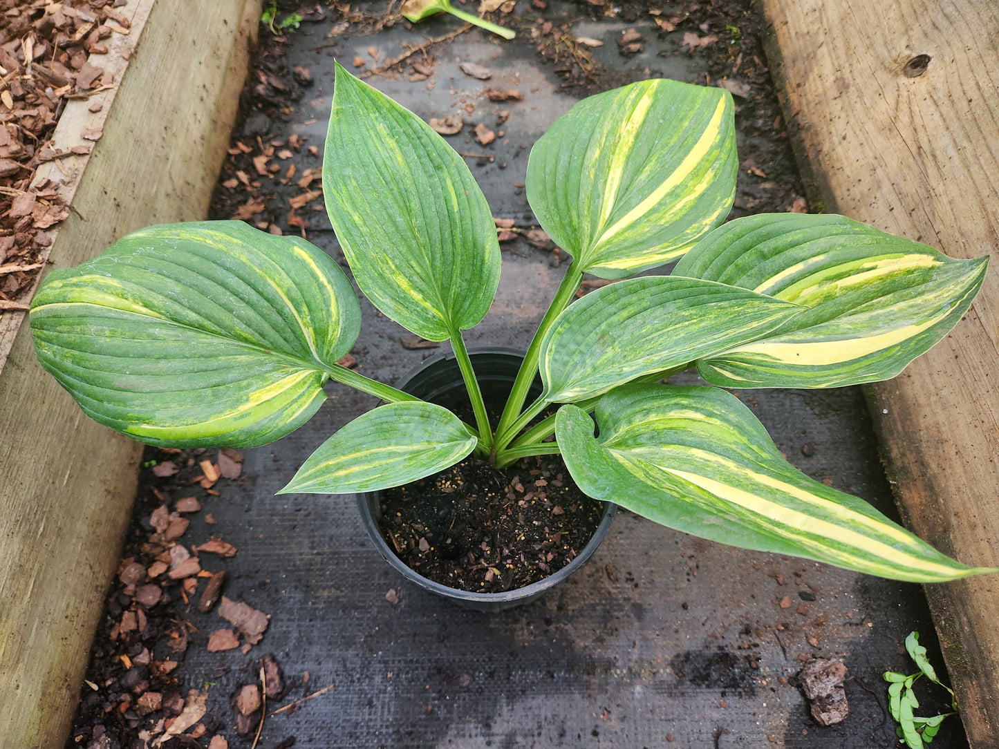 Imperial Moth Seedling | Thick Leaf Streaked Hosta