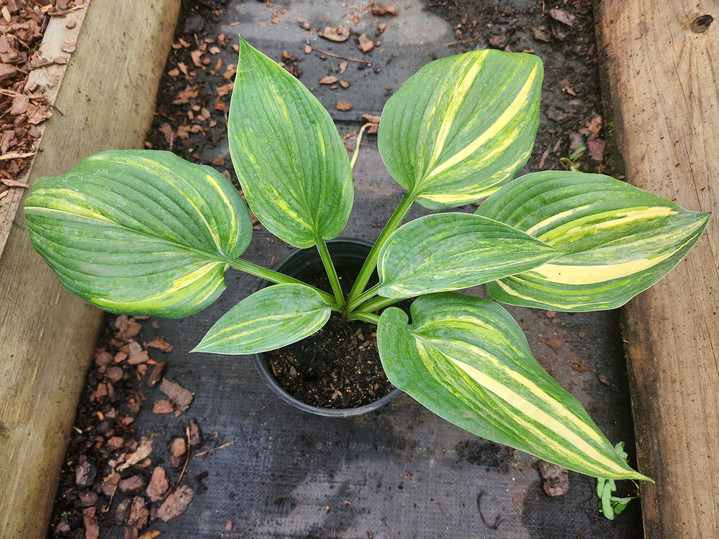 Imperial Moth Seedling | Thick Leaf Streaked Hosta