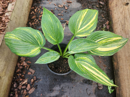 Imperial Moth Seedling | Thick Leaf Streaked Hosta