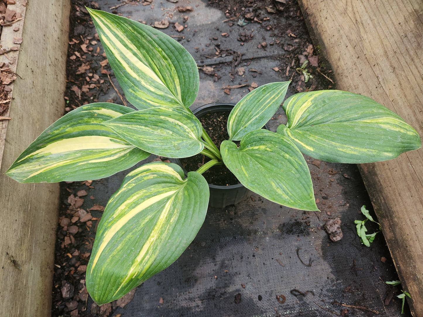 Imperial Moth Seedling | Thick Leaf Streaked Hosta