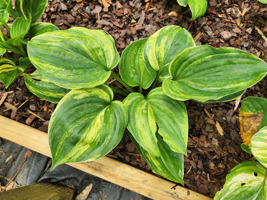 Pre-Sweetened Streaker Seedling Hosta | Rare Streaked Collector Hosta