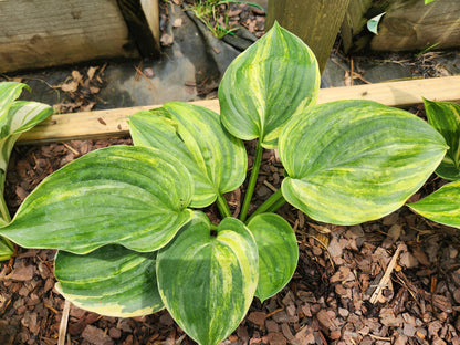 Pre-Sweetened Streaker Seedling Hosta | Rare Streaked Collector Hosta