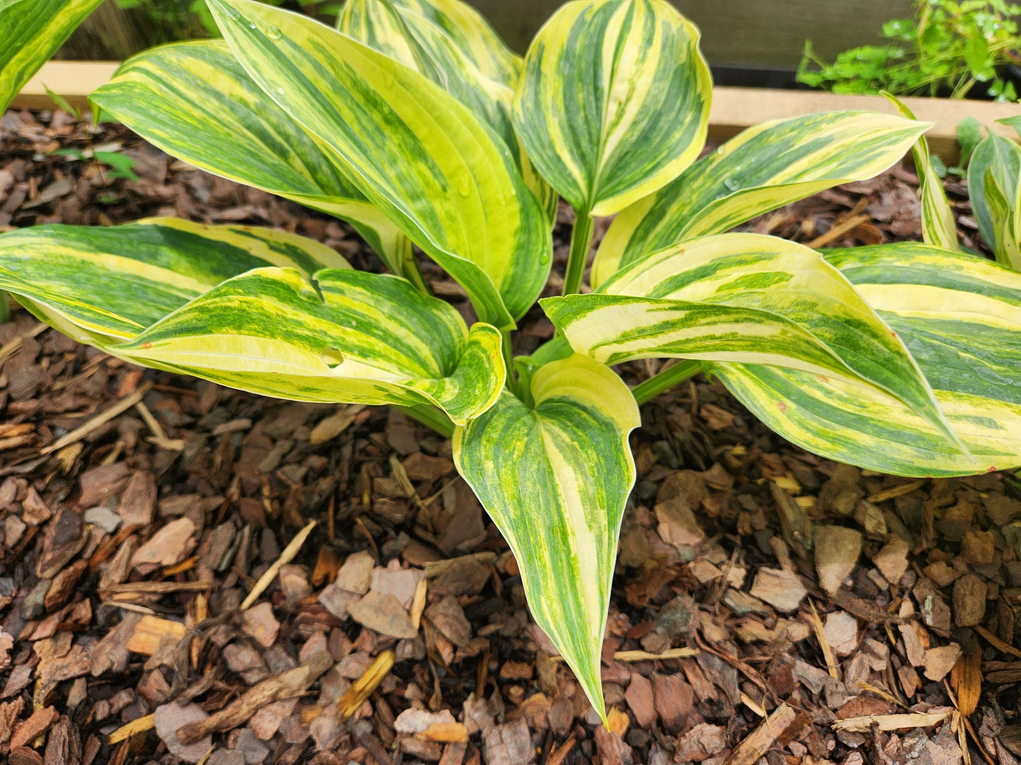 Hollywood Bob's Streaked Seedling Hosta | Rare Collector Streaked Hosta
