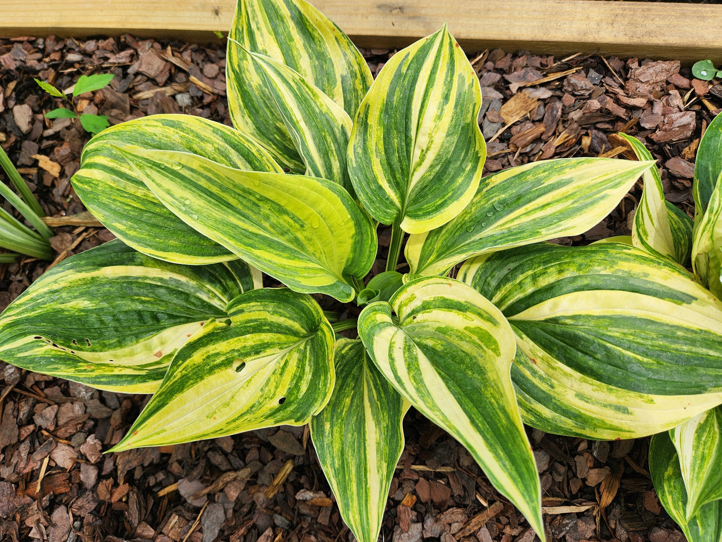 Hollywood Bob's Streaked Seedling Hosta | Rare Collector Streaked Hosta