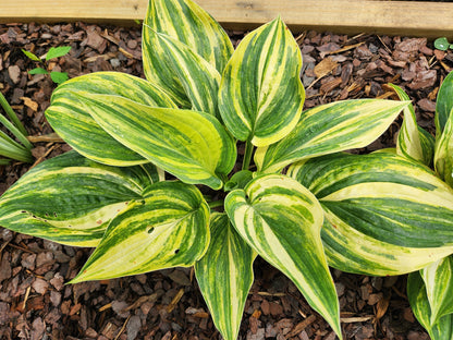 Hollywood Bob's Streaked Seedling Hosta | Rare Collector Streaked Hosta