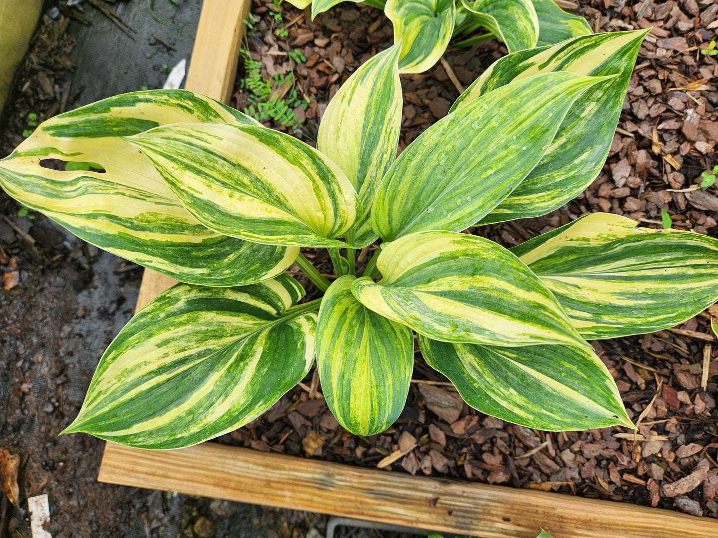 Cosmic Trails Seedling Hosta | Rare Streaked Collector Hosta