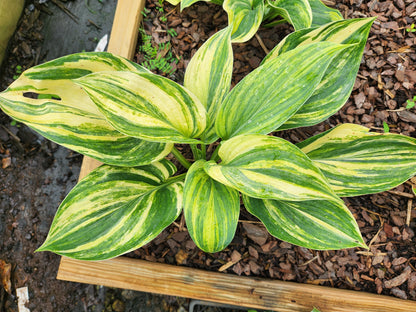 Cosmic Trails Seedling Hosta | Rare Streaked Collector Hosta