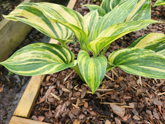 Cosmic Trails Seedling Hosta | Rare Streaked Collector Hosta