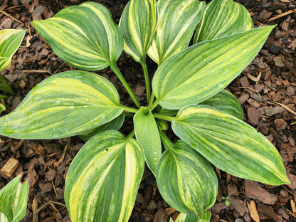 Quiet Wyatt Seedling Hosta | Rare Streaked Collector Hosta