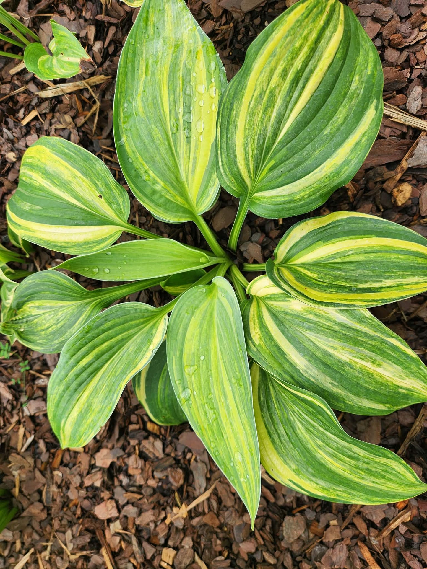 Quiet Wyatt Seedling Hosta | Rare Streaked Collector Hosta
