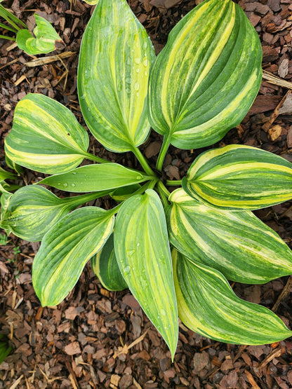 Quiet Wyatt Seedling Hosta | Rare Streaked Collector Hosta
