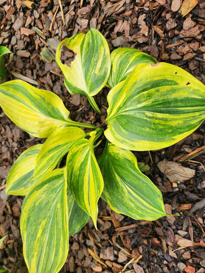 Unknown Streaked Seedling Hosta | Rare Yellow Streaked Collector Hosta