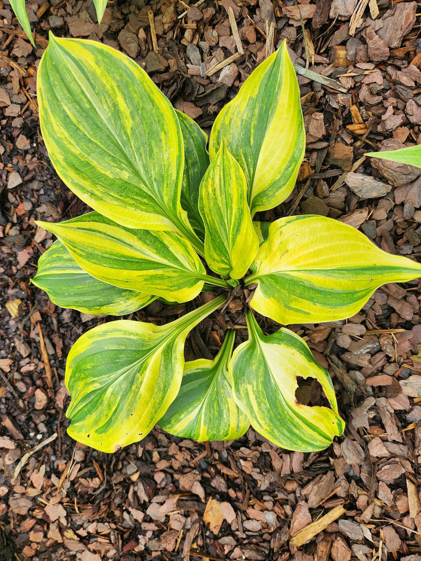 Unknown Streaked Seedling Hosta | Rare Yellow Streaked Collector Hosta