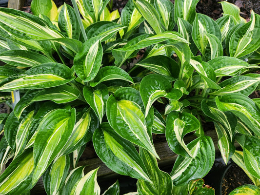 Hosta Snake Eyes OS | Rare Streaked Sport Hosta for Collectors