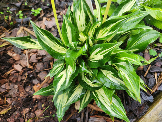 Lakeside Zing Zang Seedling | Rare Speckled Collector Hosta
