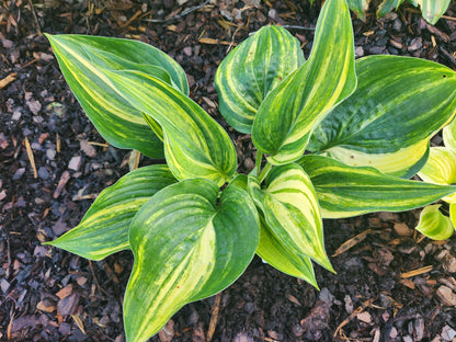 (Powder Keg × OP) × OP Hosta Seedling – Rare Variegated Collector Hosta