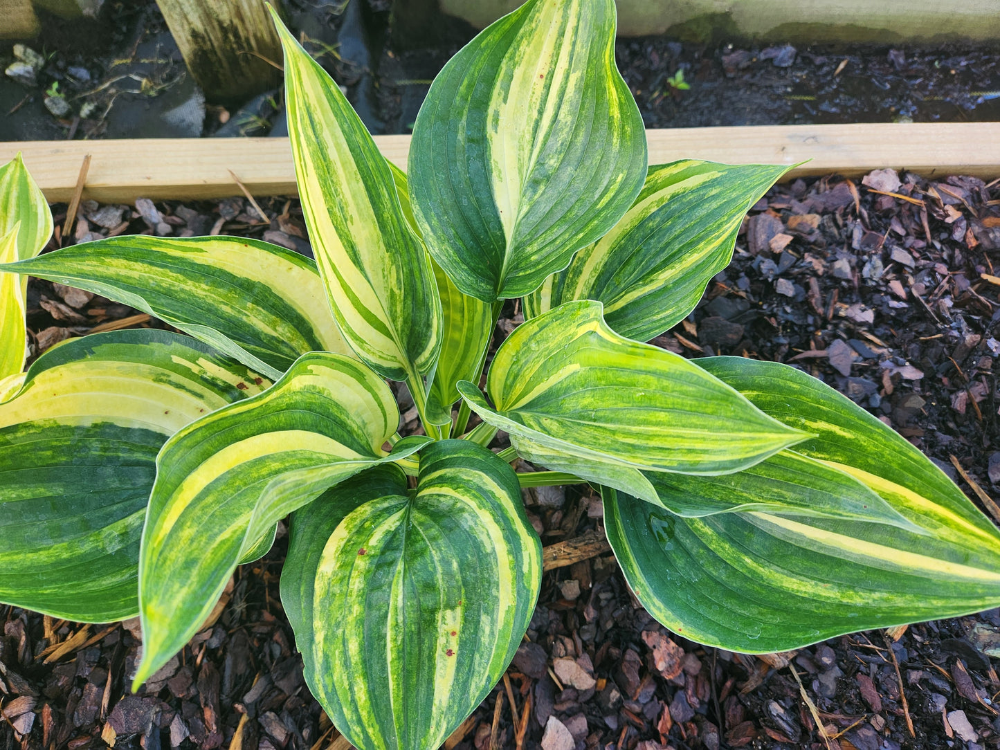 (Powder Keg × OP) × OP Hosta Seedling – Rare Variegated Collector Hosta