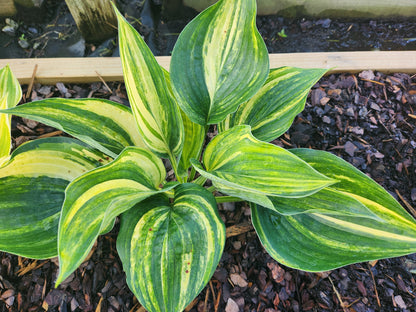 (Powder Keg × OP) × OP Hosta Seedling – Rare Variegated Collector Hosta