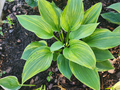 Bob Axmear × OP Hosta Seedling – Rare Streaked Collector Hosta