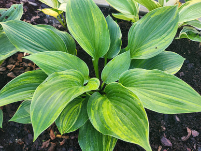 Bob Axmear × OP Hosta Seedling – Rare Streaked Collector Hosta