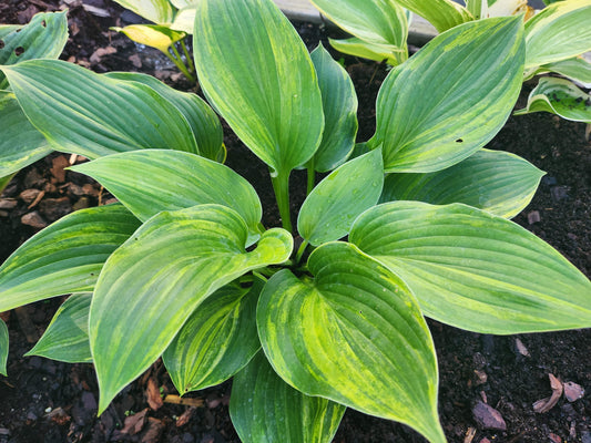 Bob Axmear × OP Hosta Seedling – Rare Streaked Collector Hosta