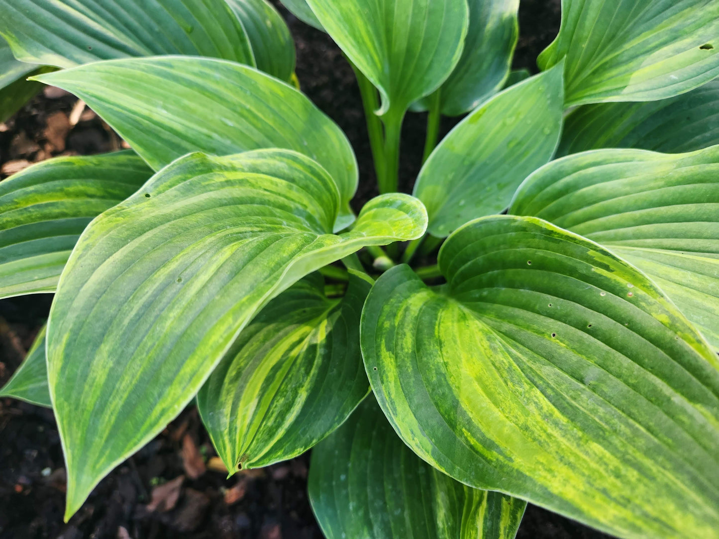 Bob Axmear × OP Hosta Seedling – Rare Streaked Collector Hosta