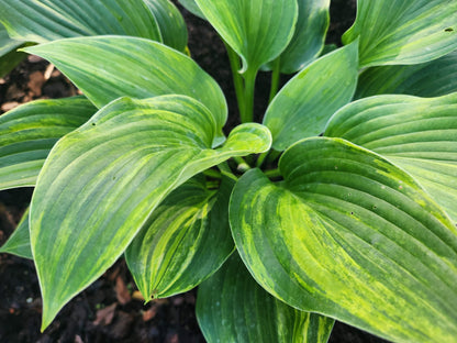 Bob Axmear × OP Hosta Seedling – Rare Streaked Collector Hosta