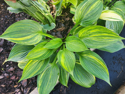 Boston Harbormaster × OP Hosta Seedling – Rare Streaked Collector Hosta