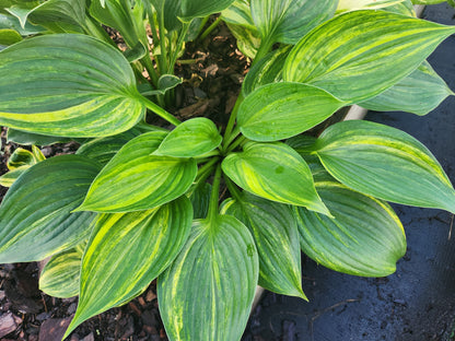 Boston Harbormaster × OP Hosta Seedling – Rare Streaked Collector Hosta