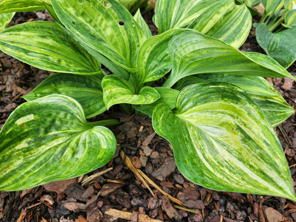 Key Largo Streaked Seedling Hosta | Rare Marbled Collector Hosta