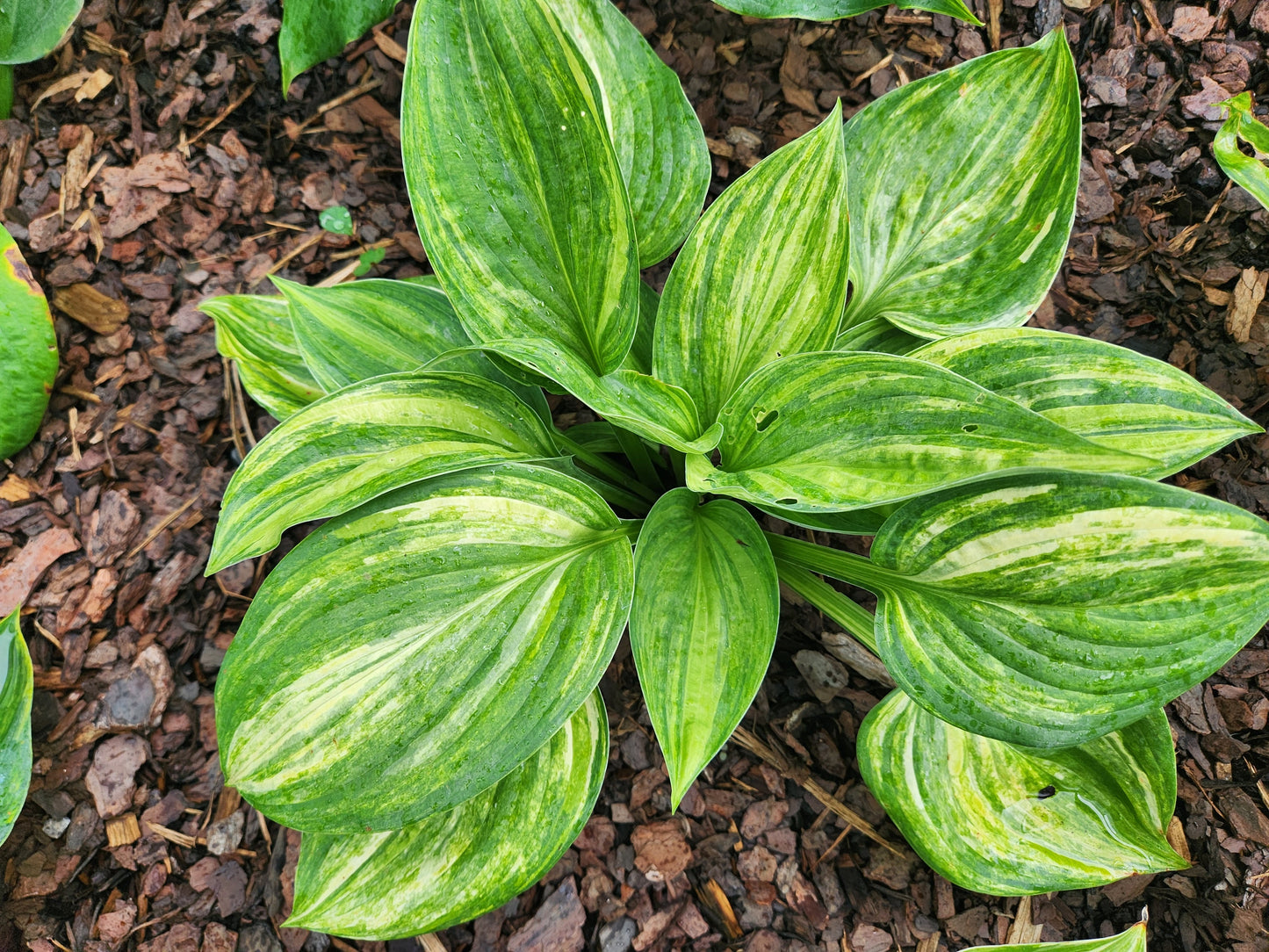 Key Largo Streaked Seedling Hosta | Rare Marbled Collector Hosta