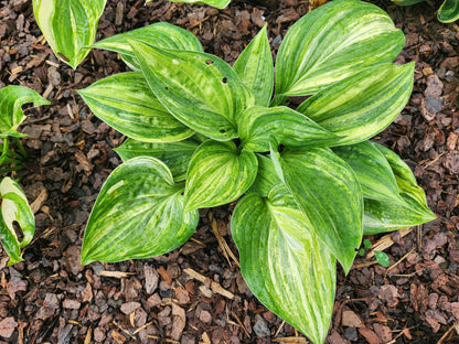 Key Largo Streaked Seedling Hosta | Rare Marbled Collector Hosta