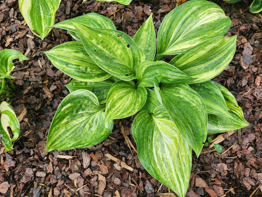 Key Largo Streaked Seedling Hosta | Rare Marbled Collector Hosta