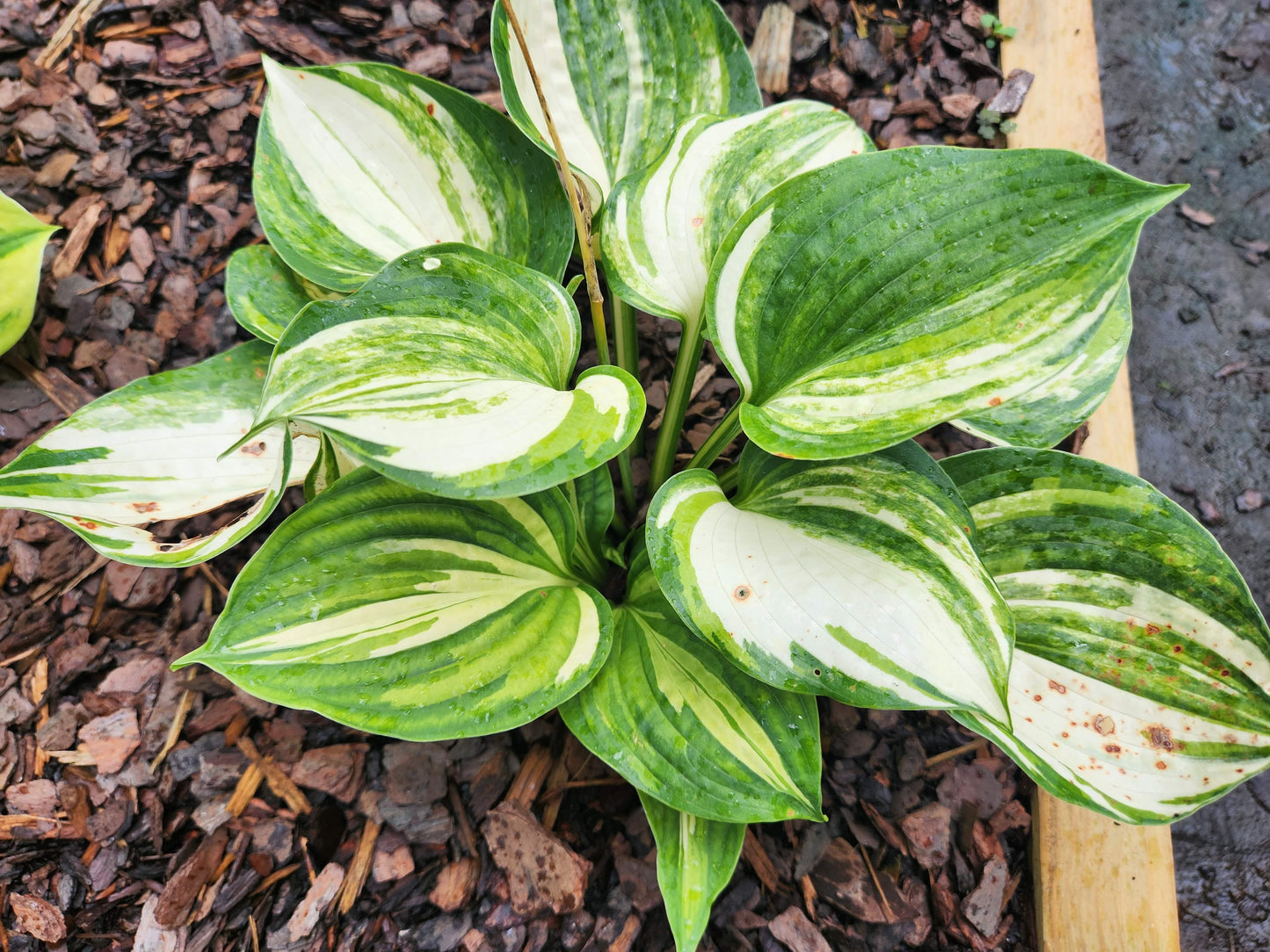 Golden Sands Supreme Streaked Seedling | Rare Collector Hosta