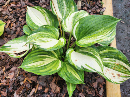 Golden Sands Supreme Streaked Seedling | Rare Collector Hosta