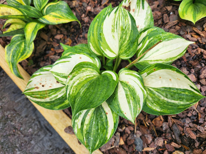 Golden Sands Supreme Streaked Seedling | Rare Collector Hosta