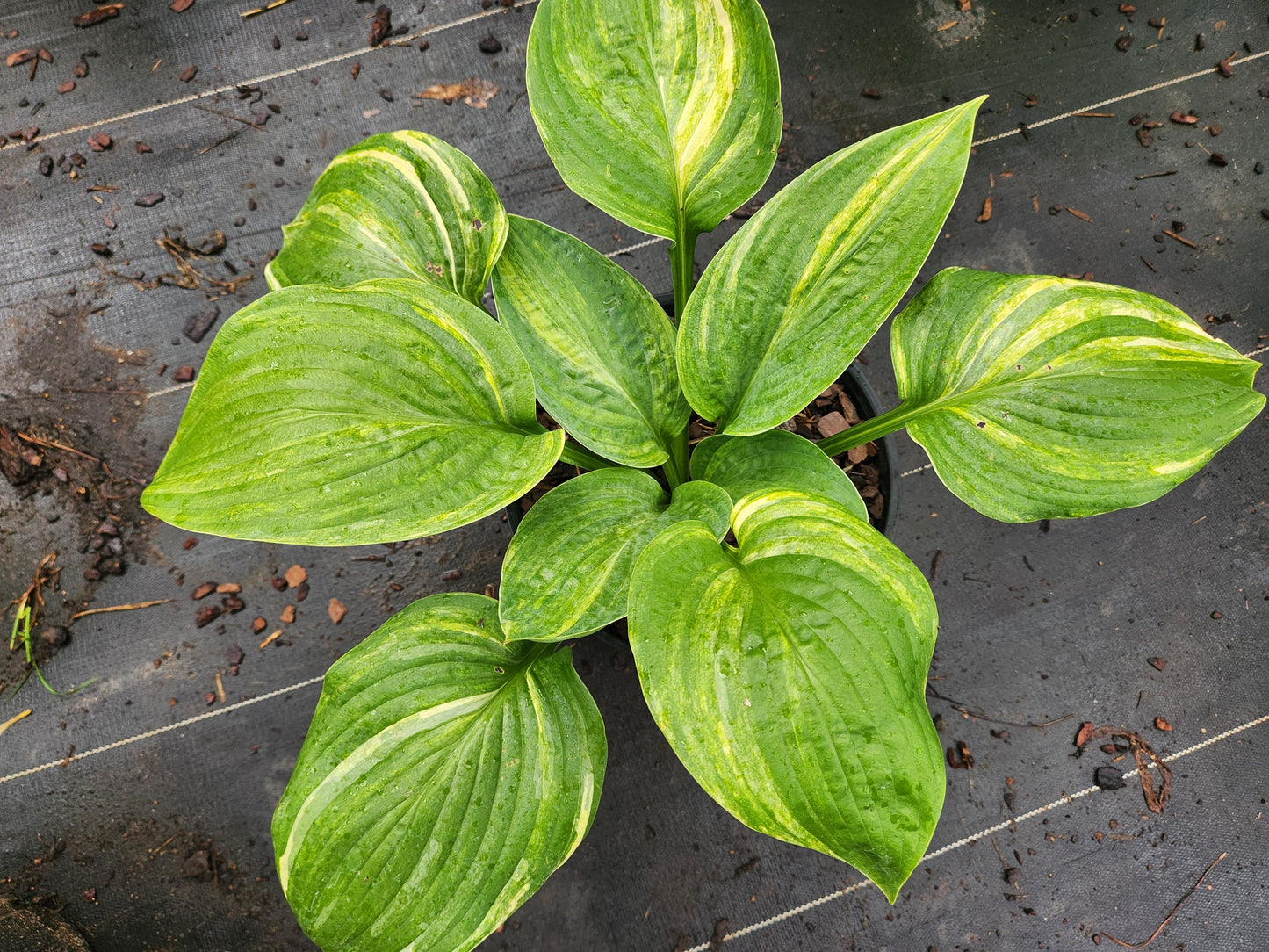 Rod Kuenster Streaked Seedling | Rare Collector Hosta