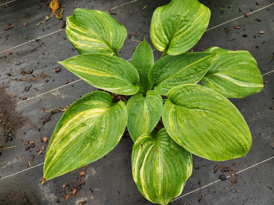 Rod Kuenster Streaked Seedling | Rare Collector Hosta