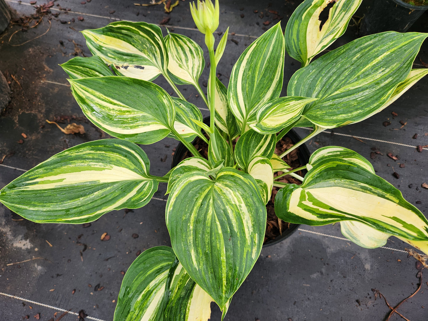 Super Ego Streaked Seedling | 3 Streaked Eyes | Rare Collector Hosta