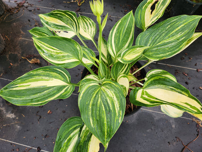 Super Ego Streaked Seedling | 3 Streaked Eyes | Rare Collector Hosta