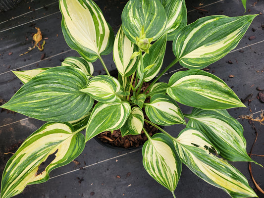 Super Ego Streaked Seedling | 3 Streaked Eyes | Rare Collector Hosta